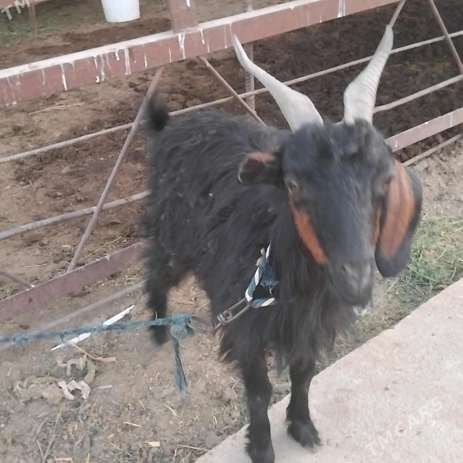 geji - Wekilbazar - img 1