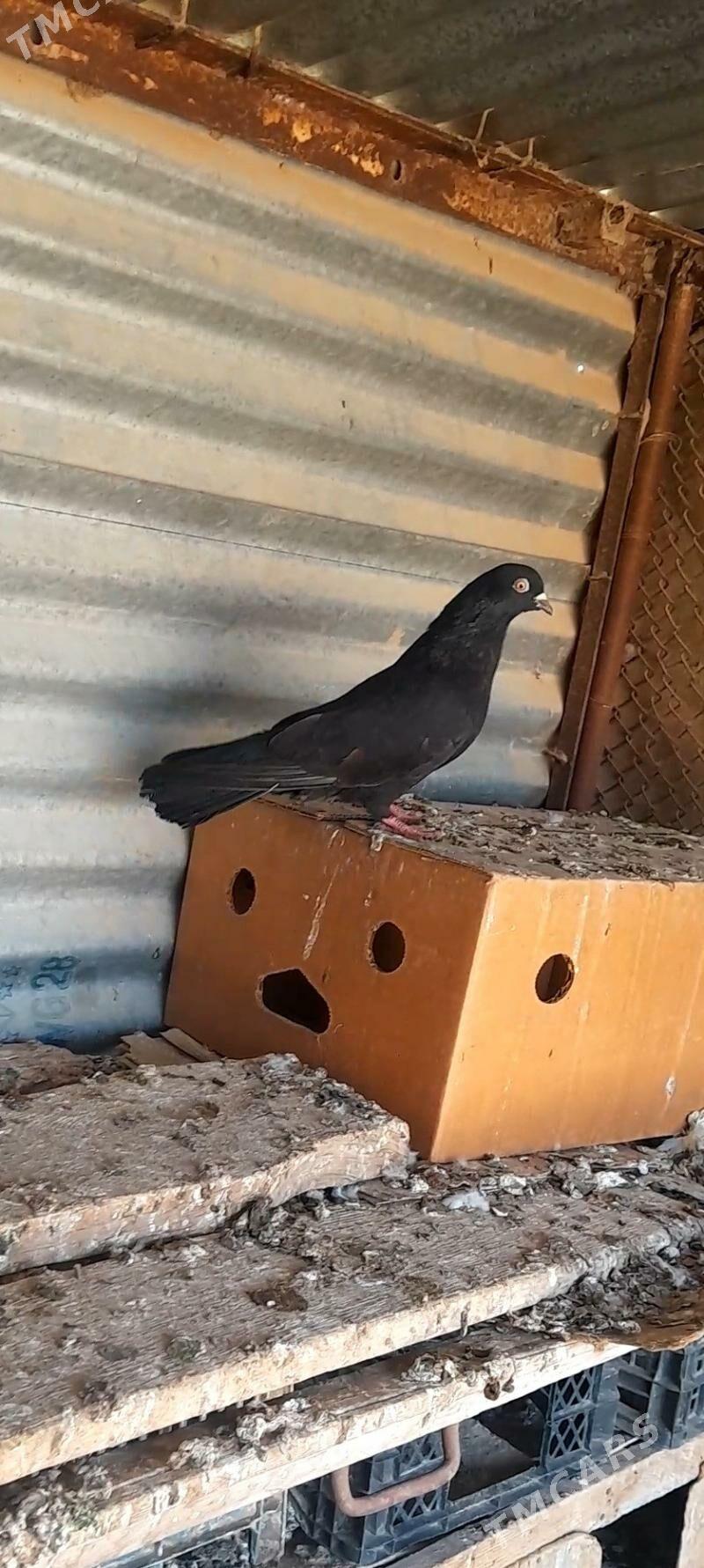 kepderi - Mary - img 1