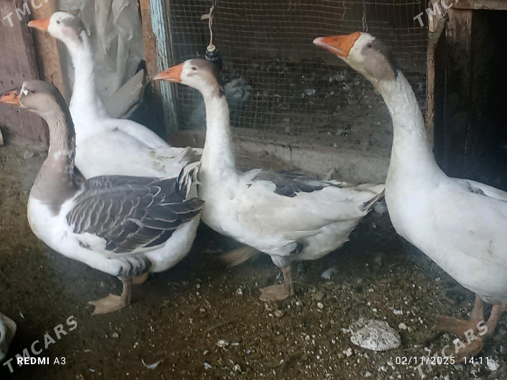 satlyk gus - Векильбазар - img 3