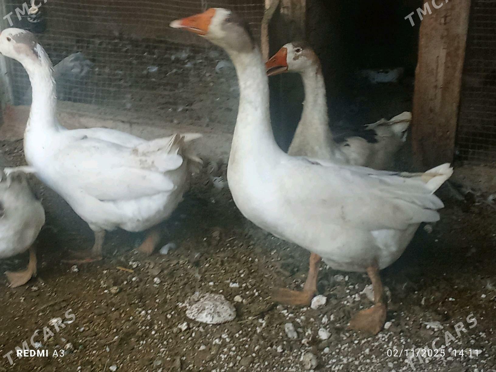 satlyk gus - Векильбазар - img 2