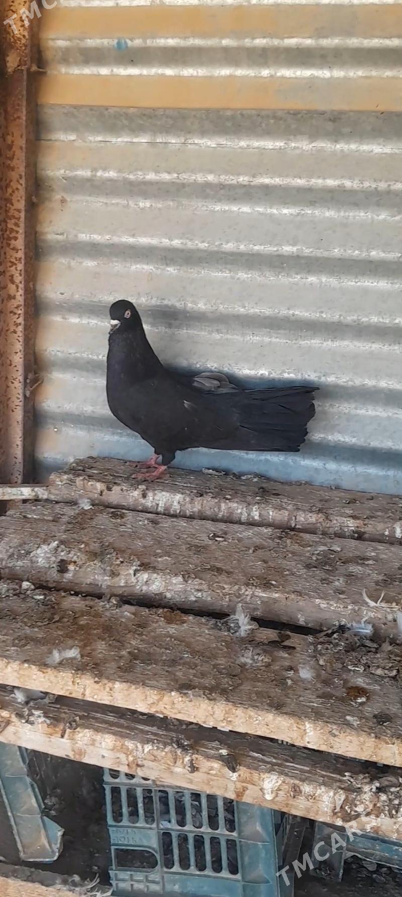 kepderi - Mary - img 2