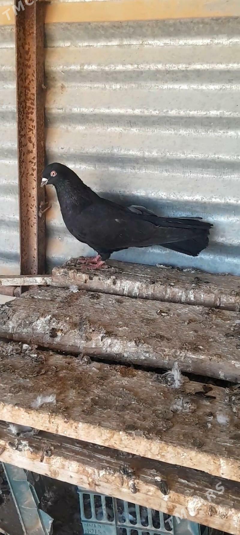 kepderi - Mary - img 3