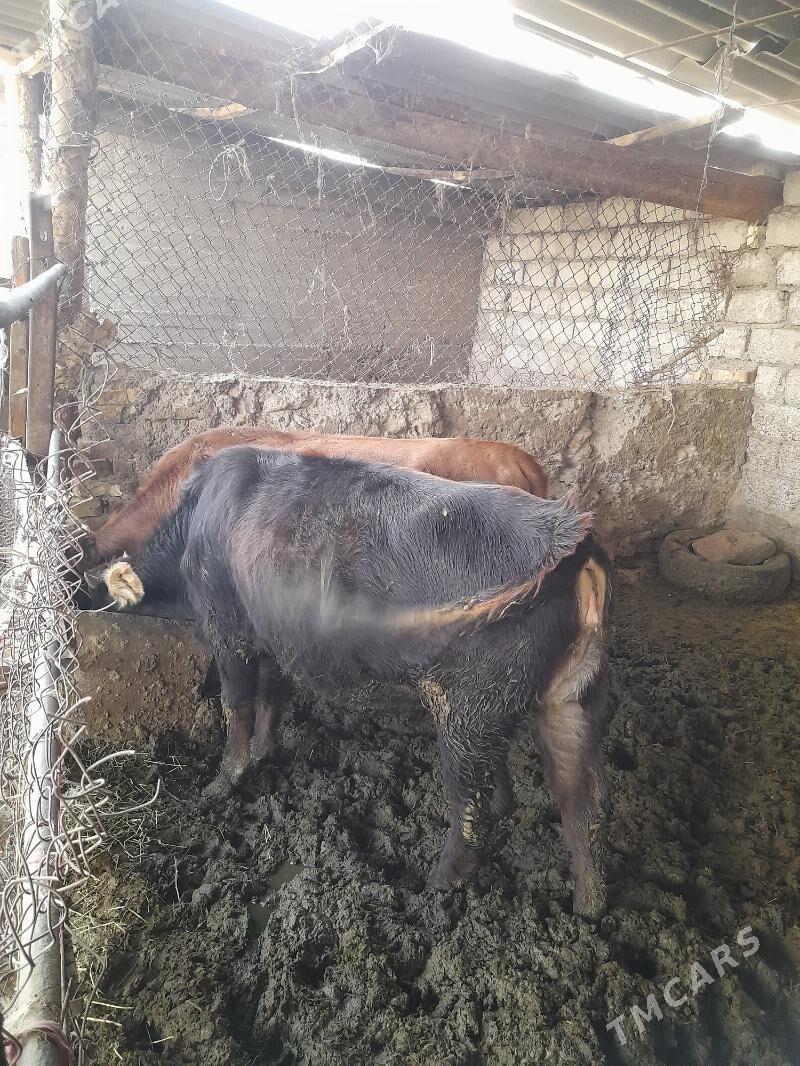 Туве - Яшлык - img 2