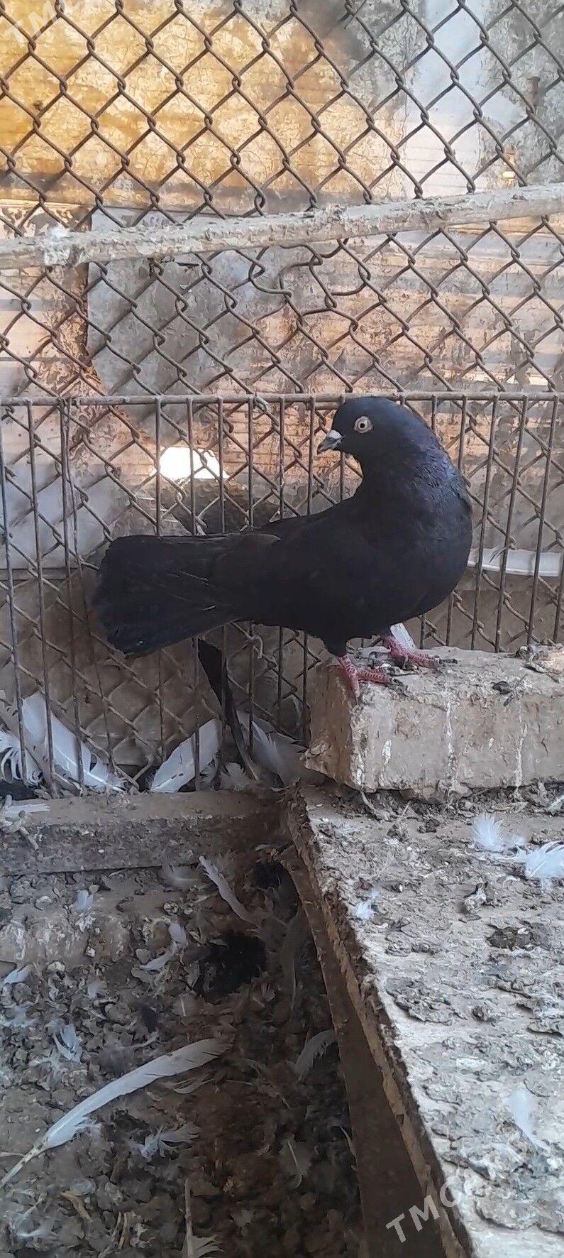 kepderi - Mary - img 4