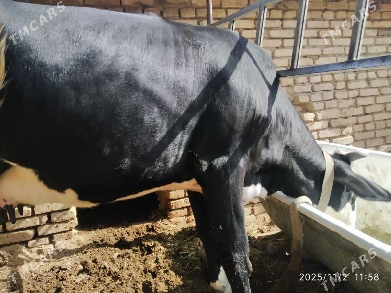 göleli sygyr - Мары - img 1