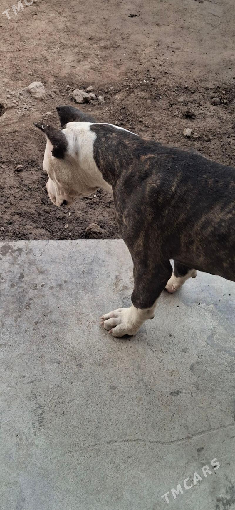 Pitbul - Туркменабат - img 1