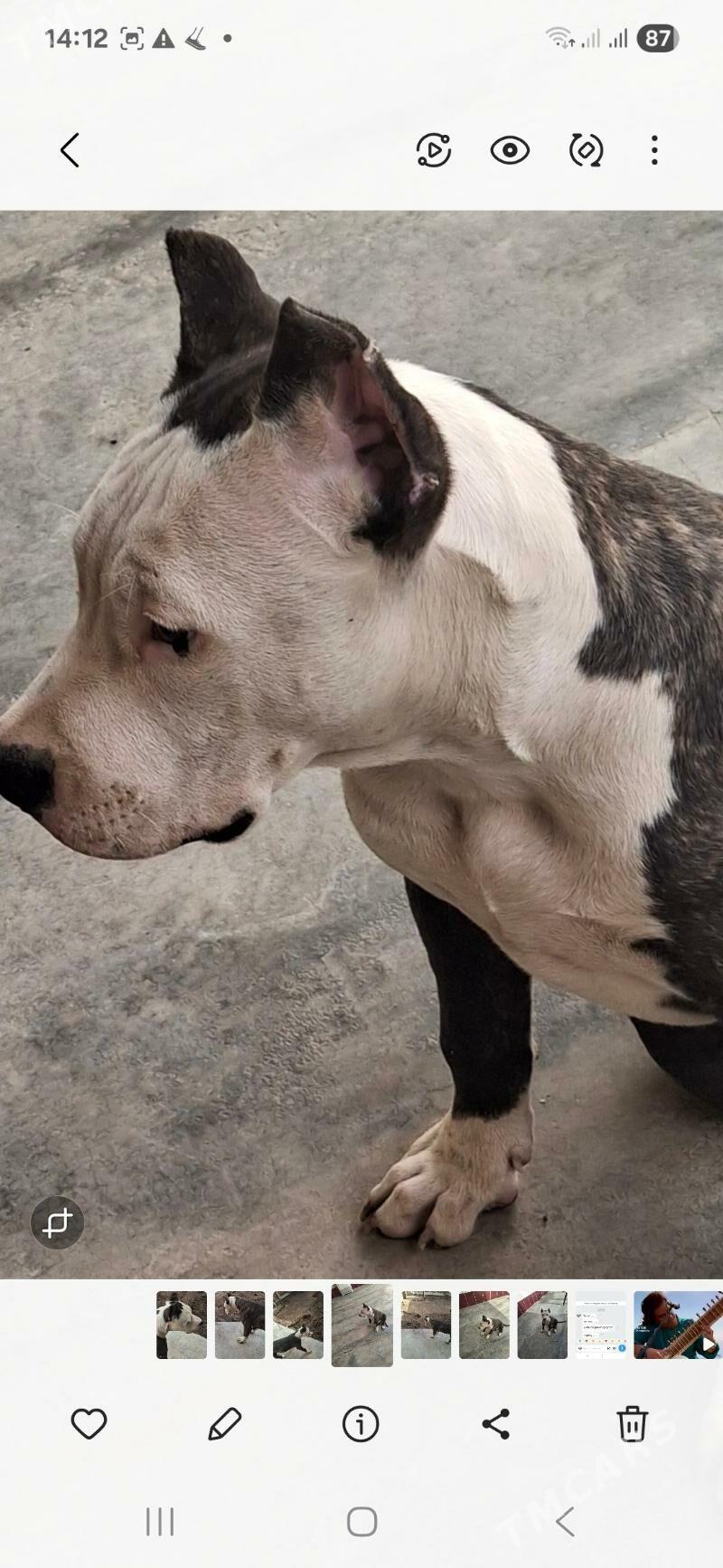 Pitbul - Туркменабат - img 2