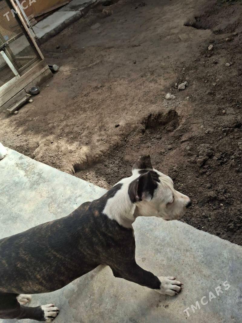 Pitbul - Туркменабат - img 4