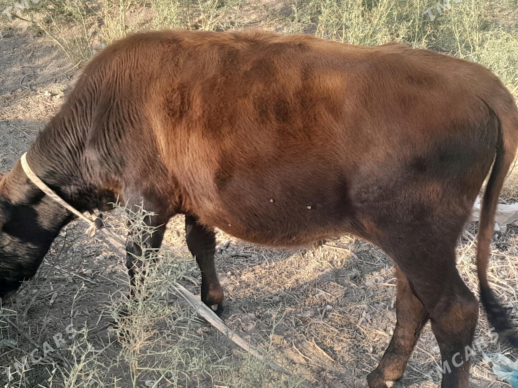 gulajyn - Murgap - img 2