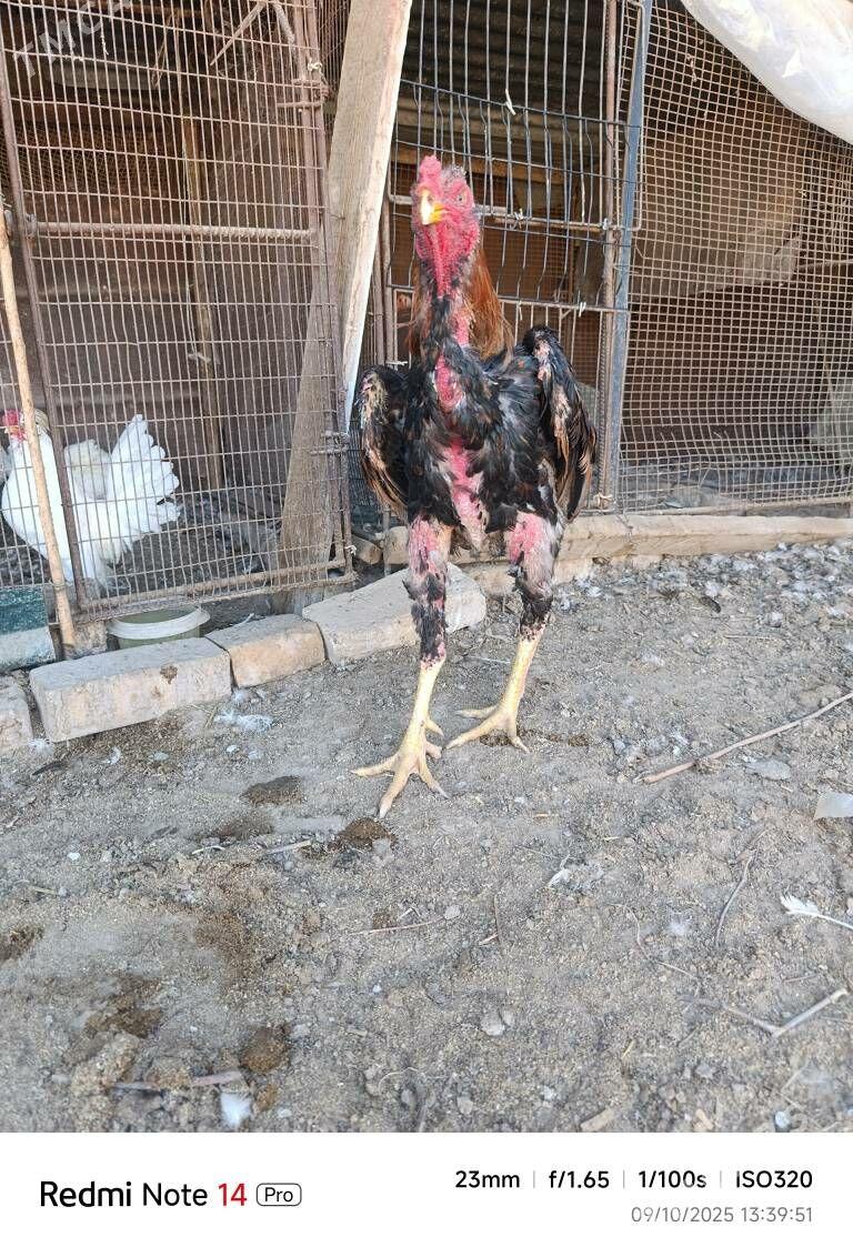 bayes - Türkmenabat - img 2