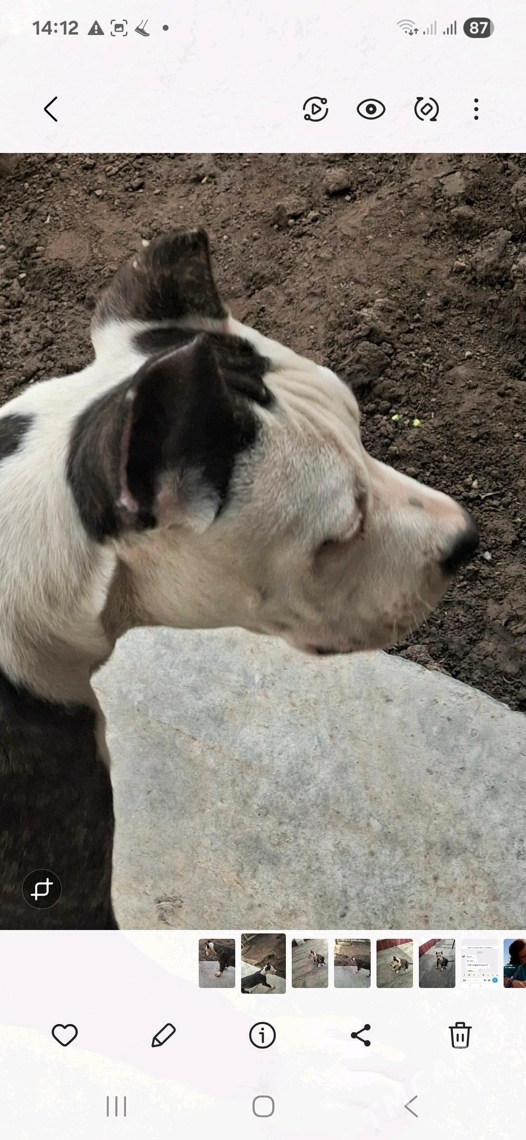 Pitbul - Туркменабат - img 3