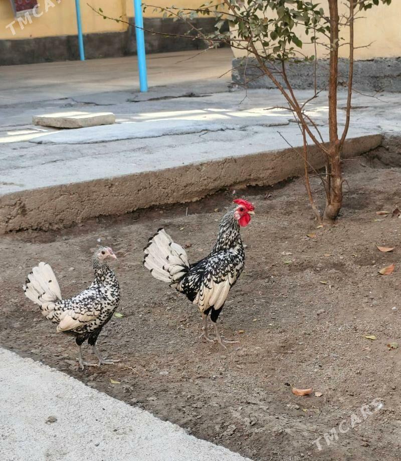 karlık zibrayt - Hitrowka - img 2