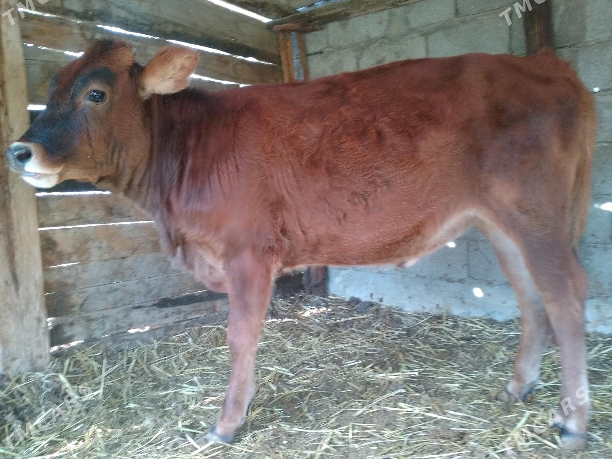 Tüwe.. - Анев - img 4