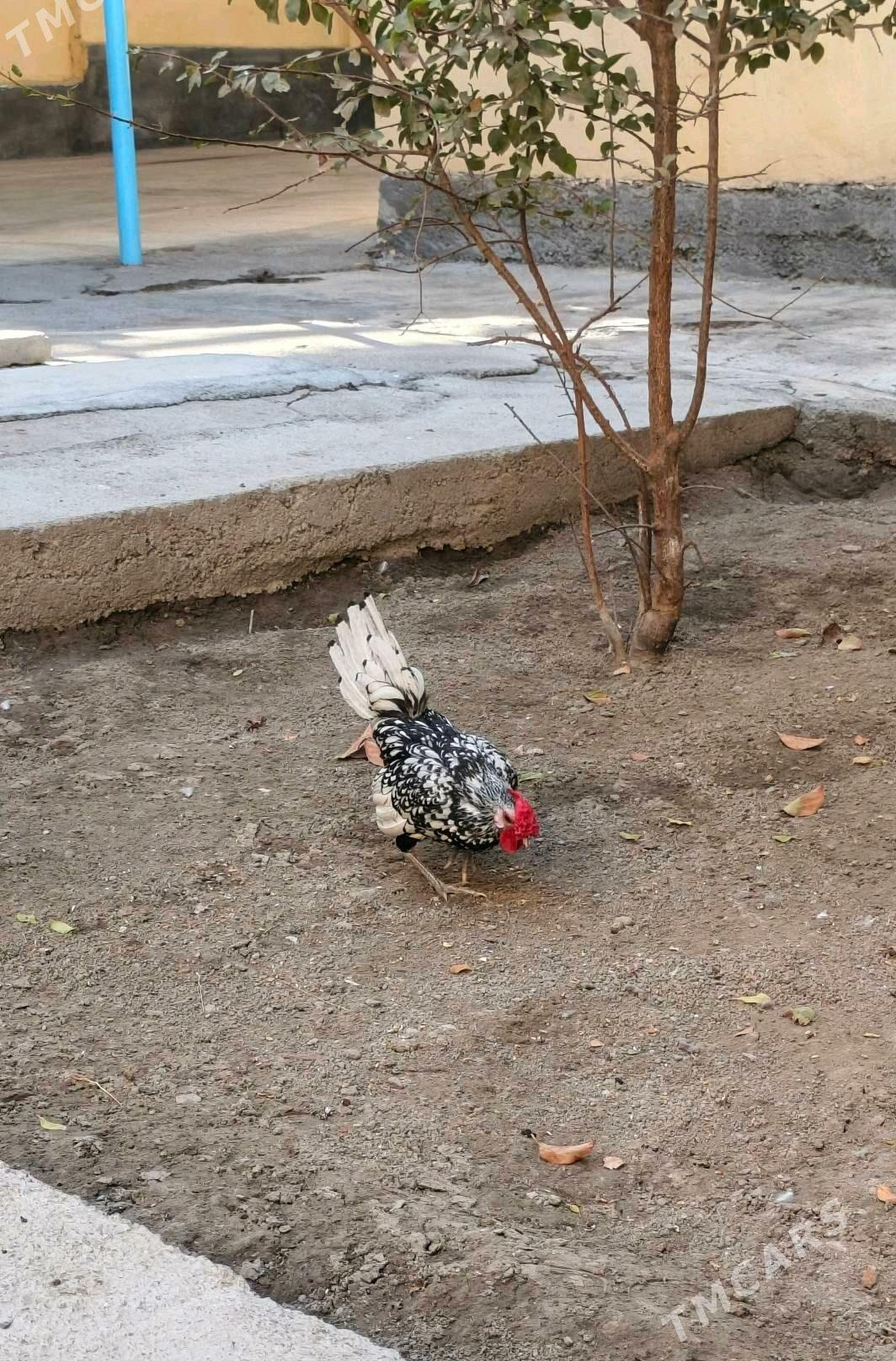 karlık zibrayt - Hitrowka - img 4