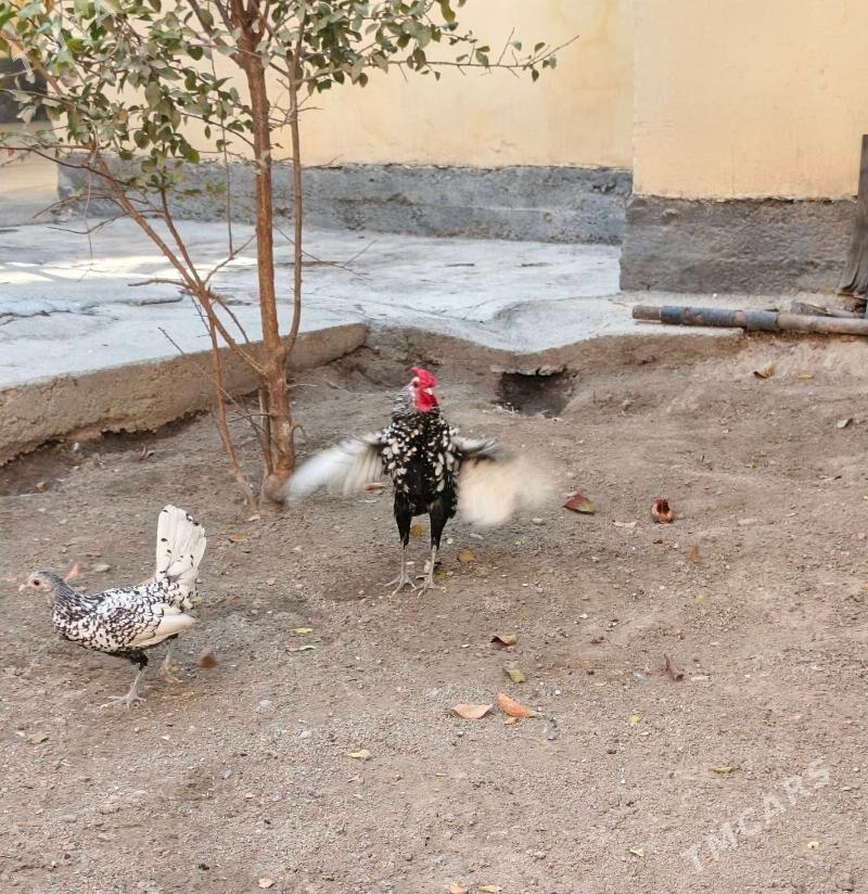 karlık zibrayt - Hitrowka - img 3