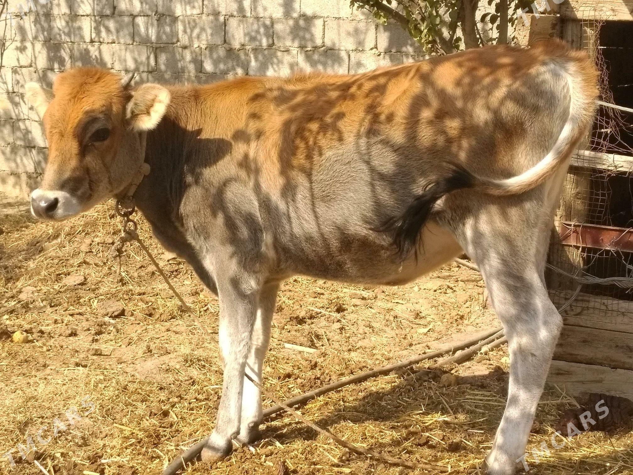 Tüwe.. - Анев - img 3