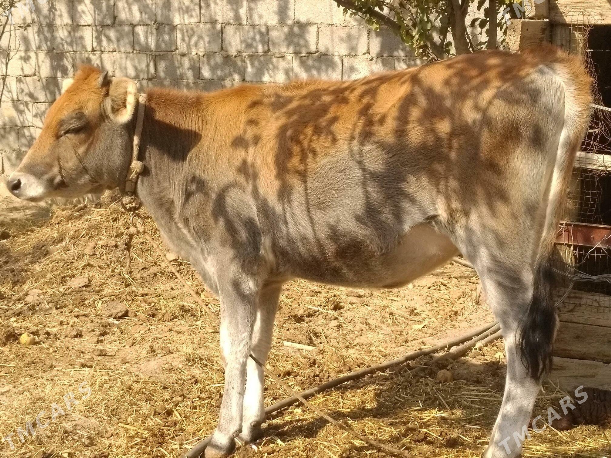 Tüwe.. - Анев - img 2