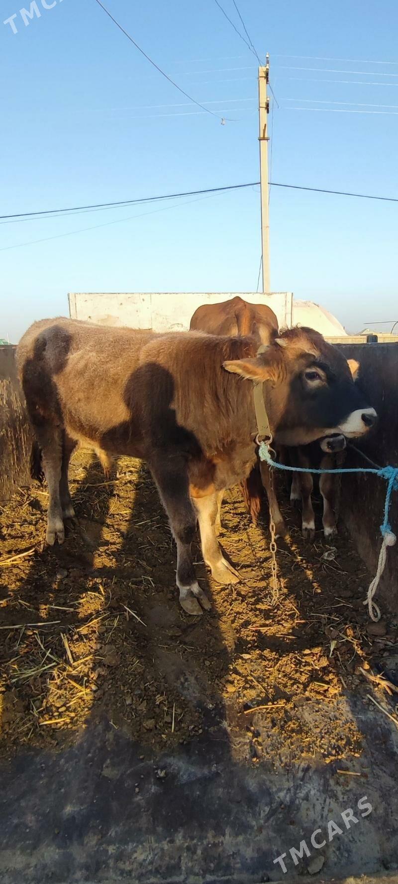 Ökvz - Кака - img 2