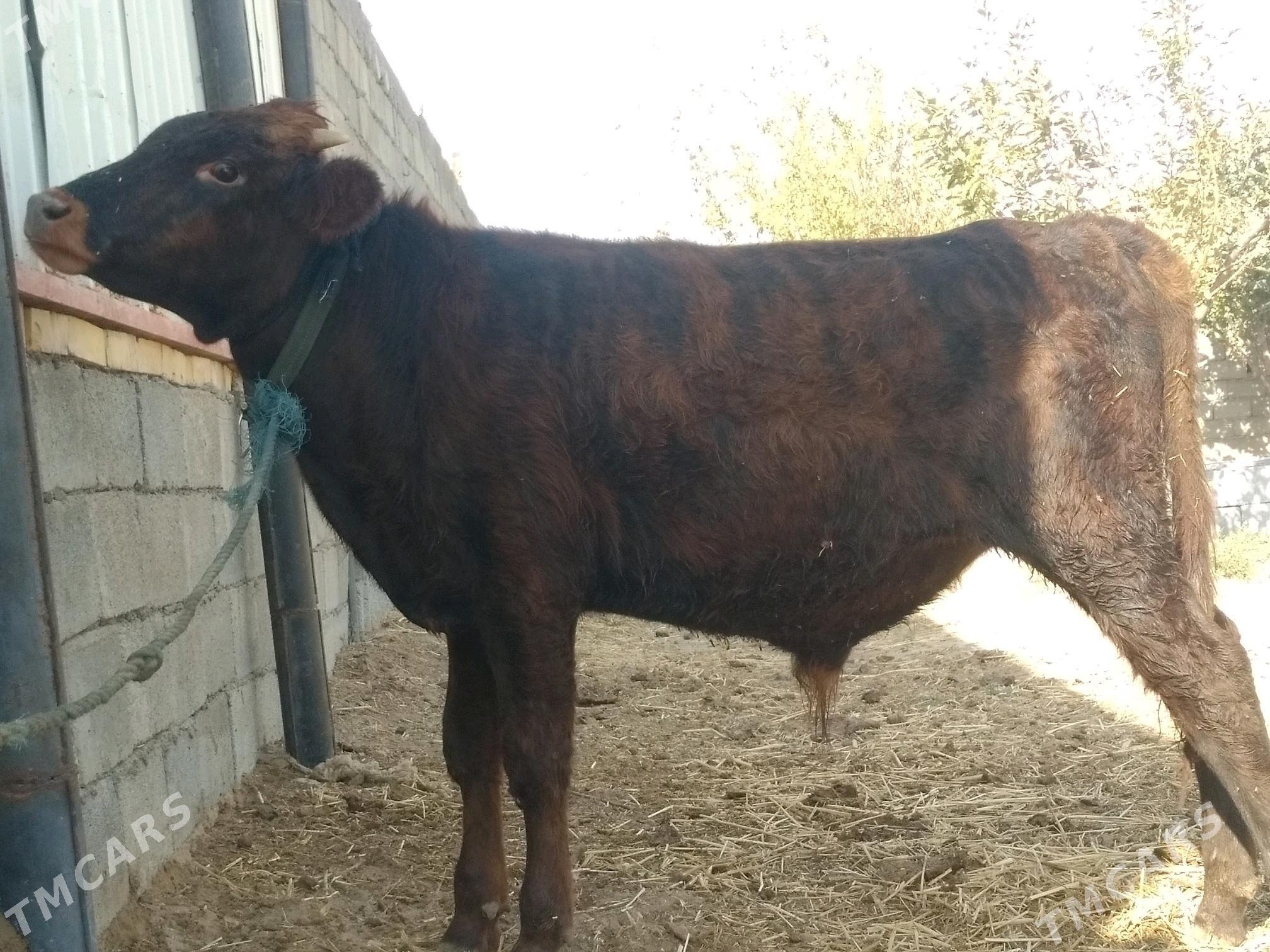 Öküz - Анев - img 3