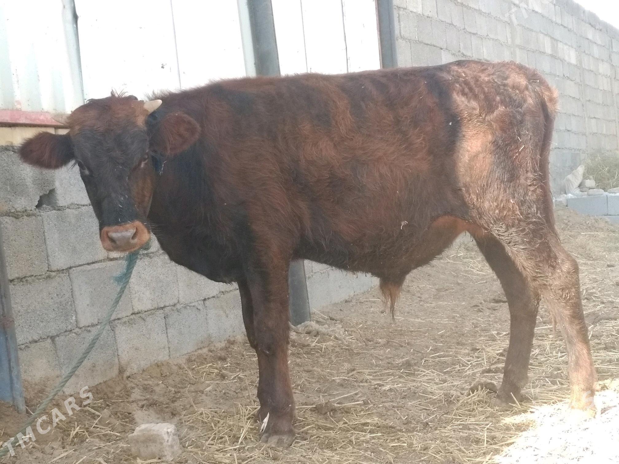 Öküz - Анев - img 2