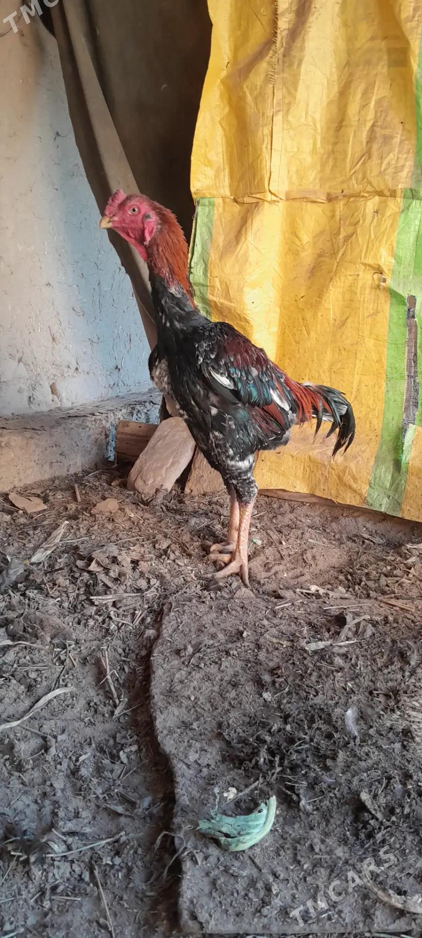 özbek horaz - Шабатский этрап - img 2