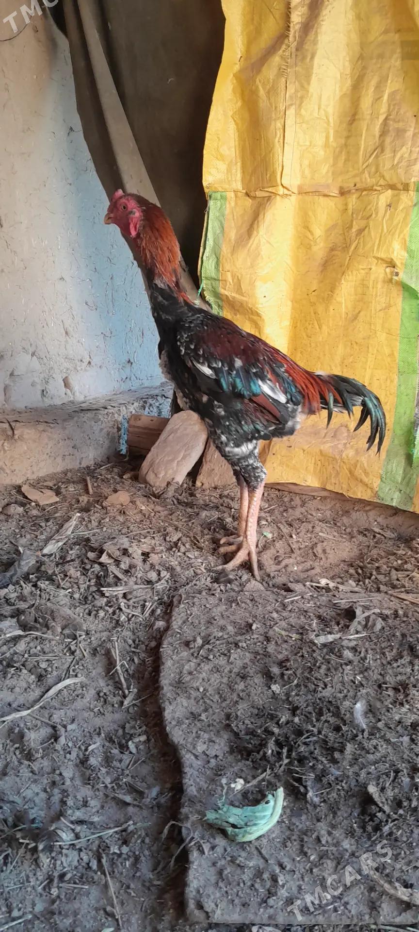 özbek horaz - Шабатский этрап - img 1