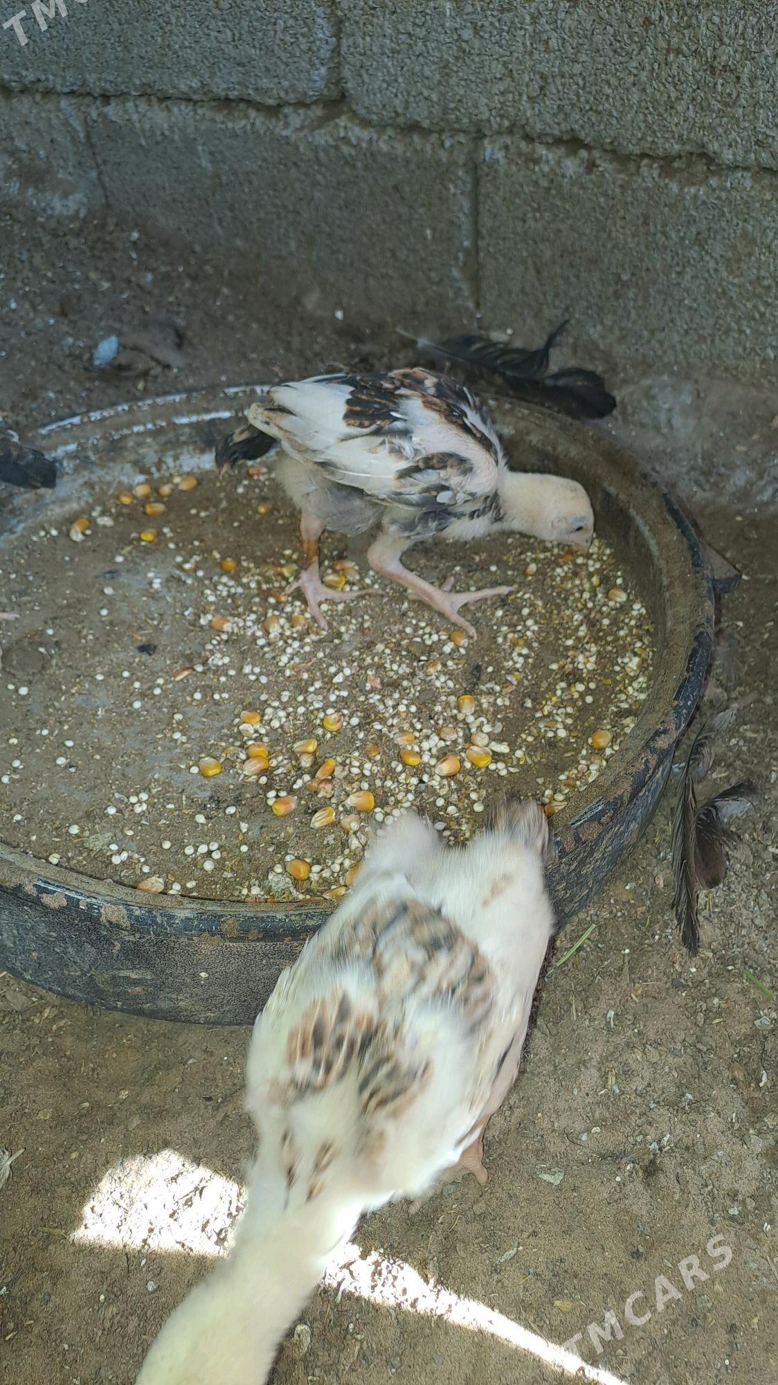 Taskent juje - Бузмеин - img 4