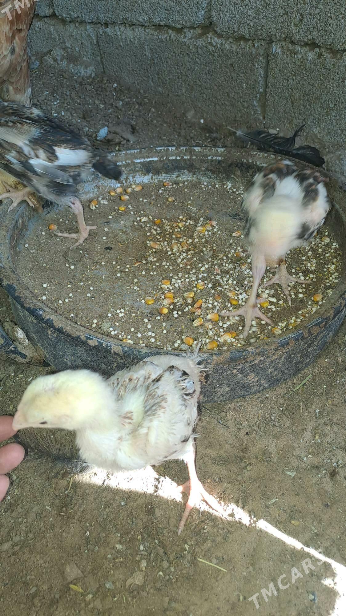 Taskent juje - Бузмеин - img 3