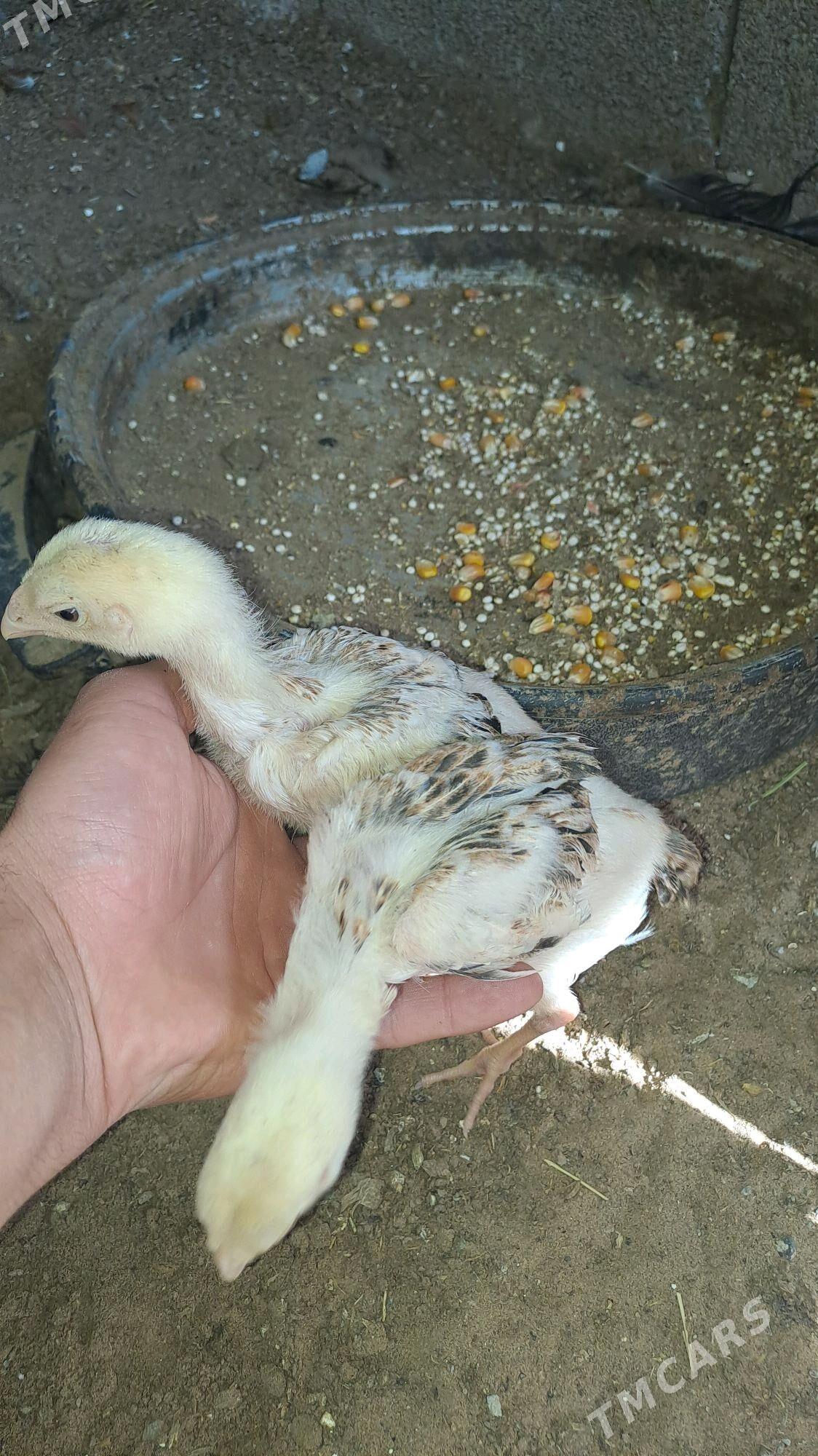 Taskent juje - Бузмеин - img 2