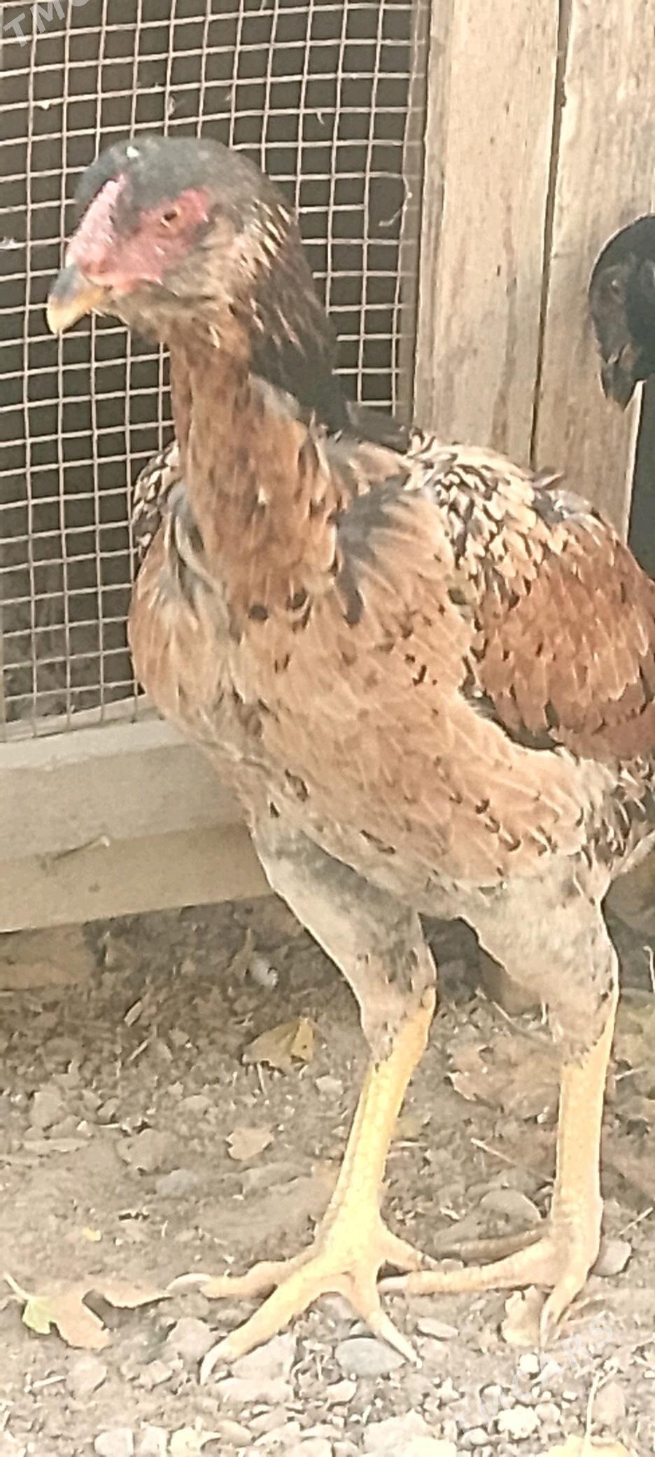 Парода   товук - Baýramaly - img 2