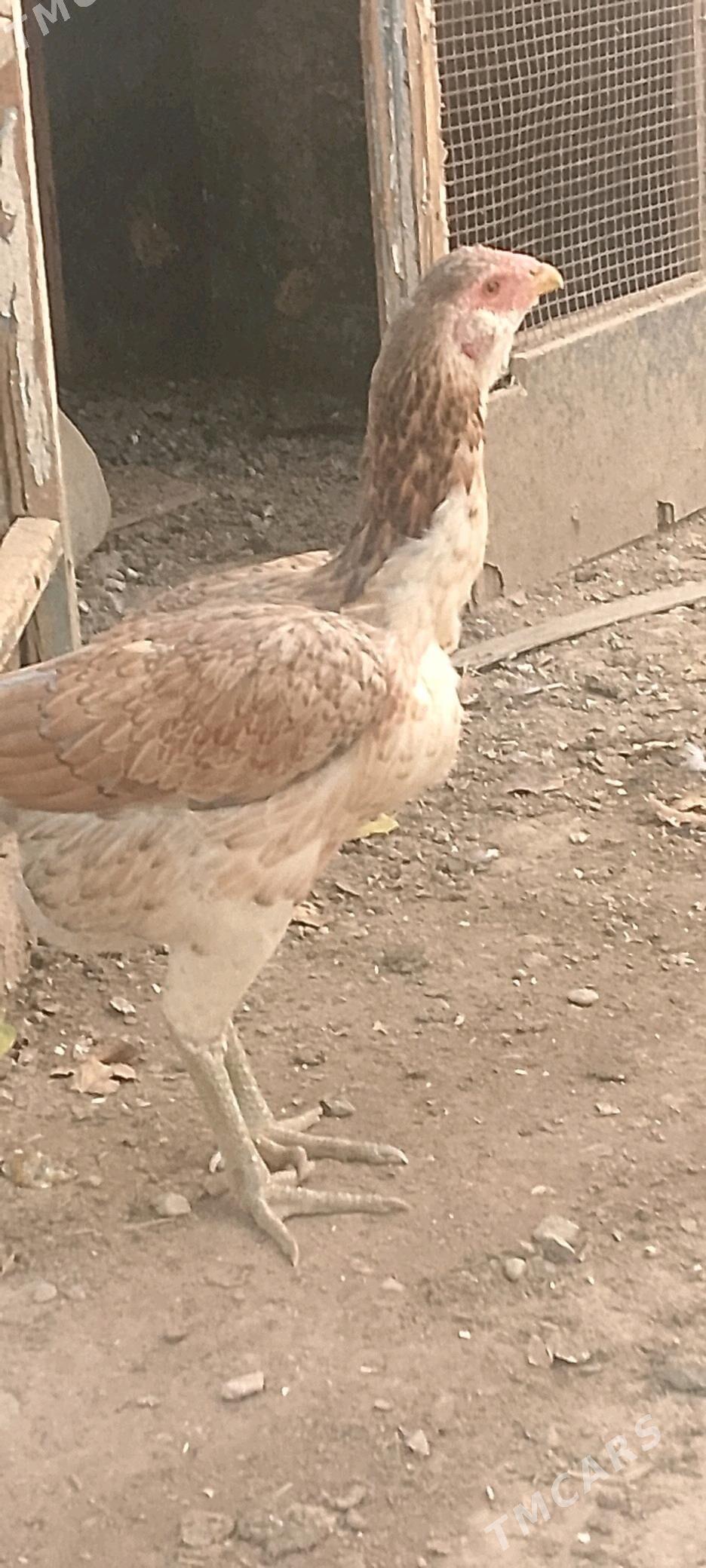 Парода   товук - Baýramaly - img 3