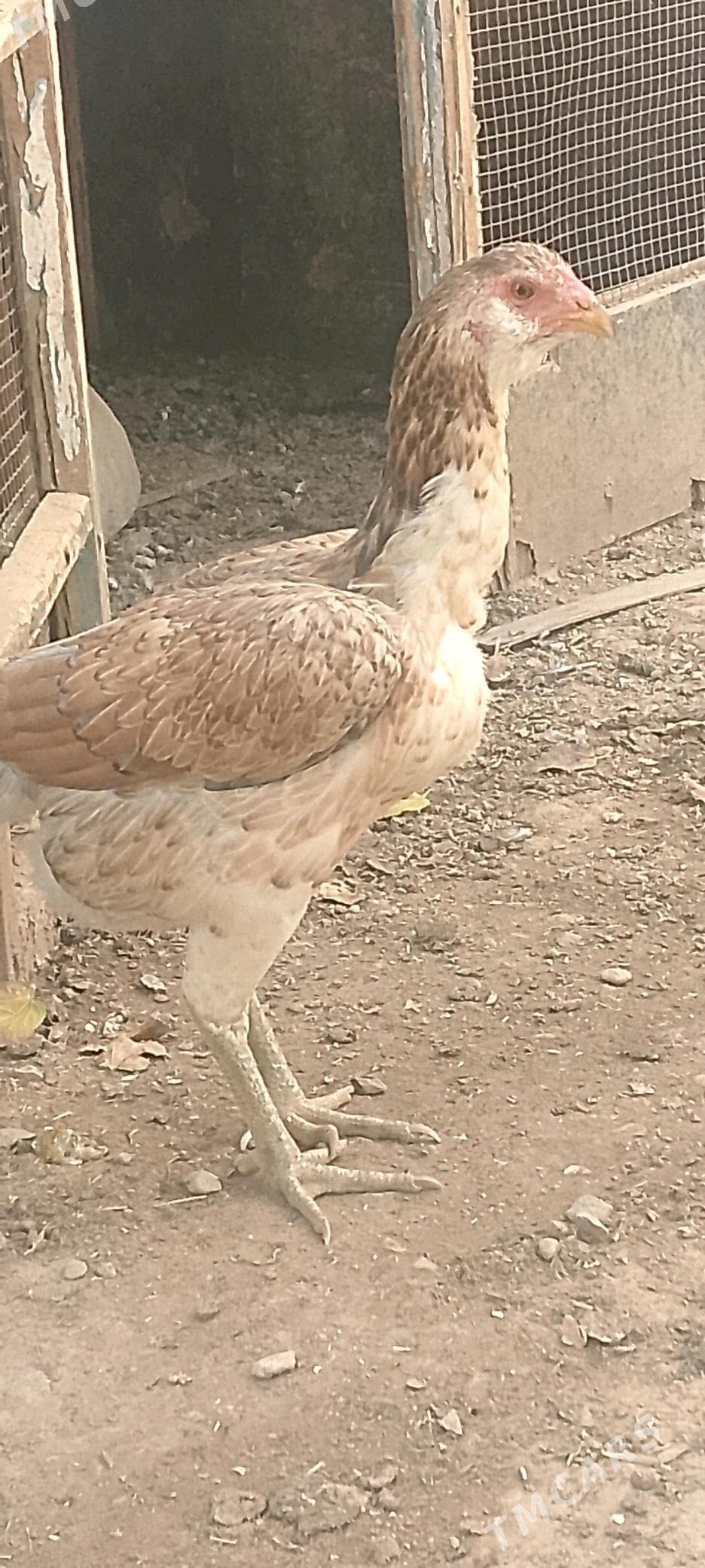 Парода   товук - Baýramaly - img 5