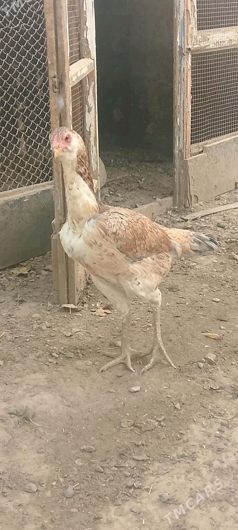 Парода   товук - Baýramaly - img 4