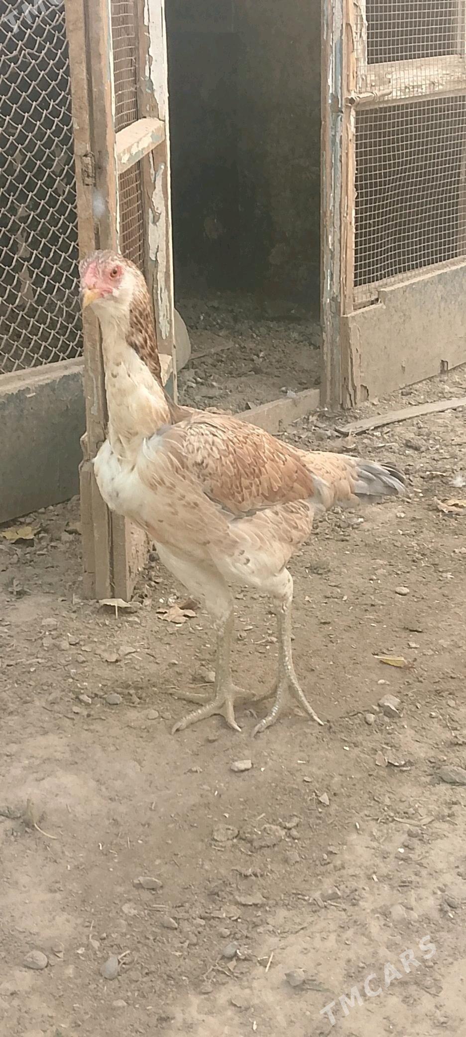 Парода   товук - Baýramaly - img 7