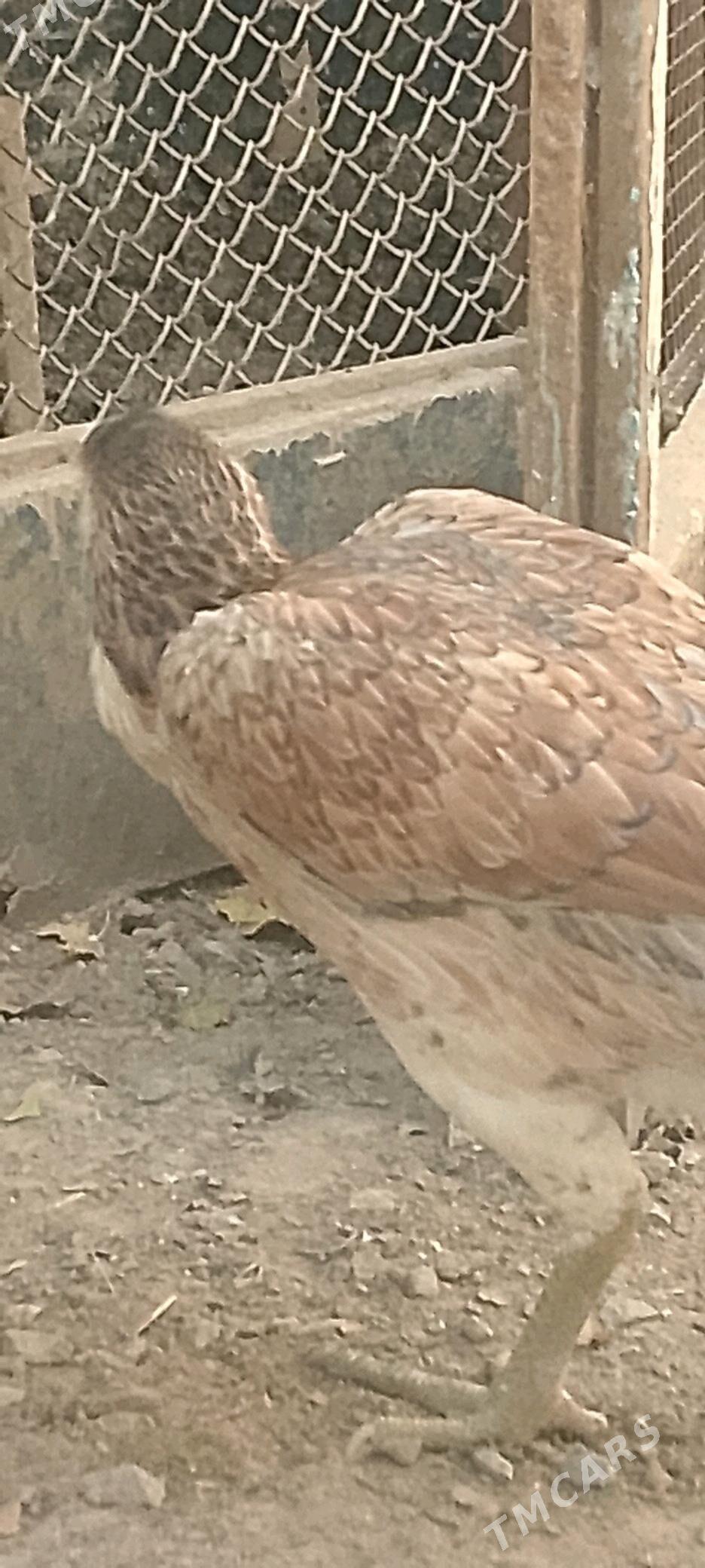 Парода   товук - Baýramaly - img 6