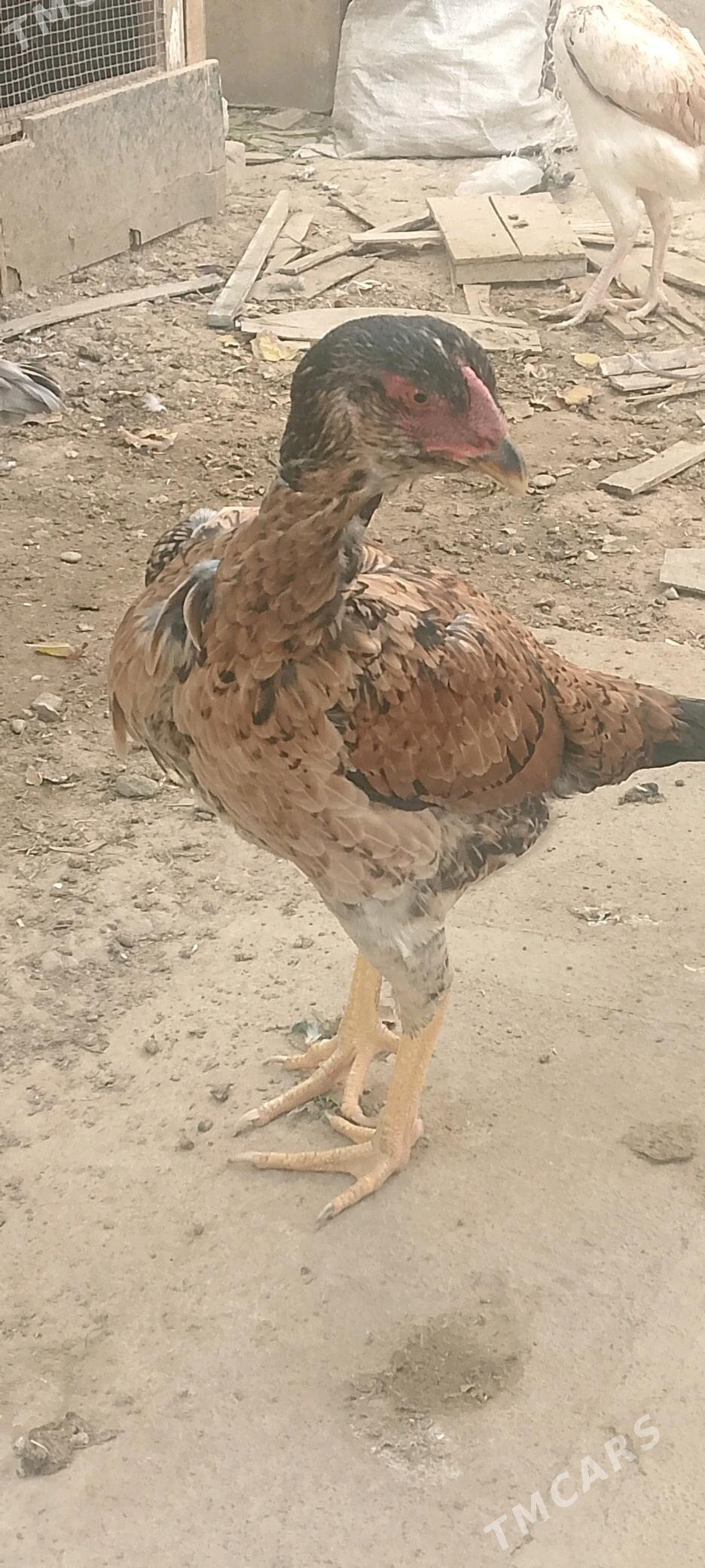 Парода   товук - Baýramaly - img 8