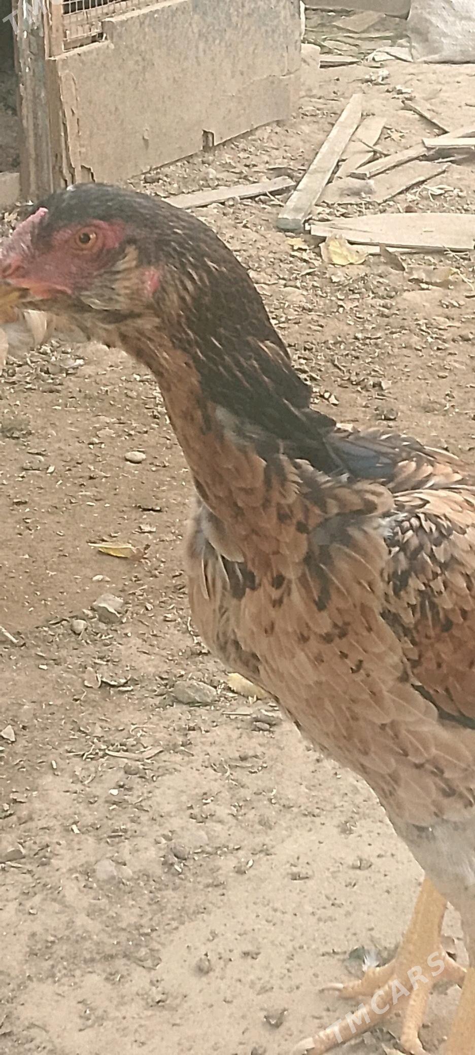 Парода   товук - Baýramaly - img 10