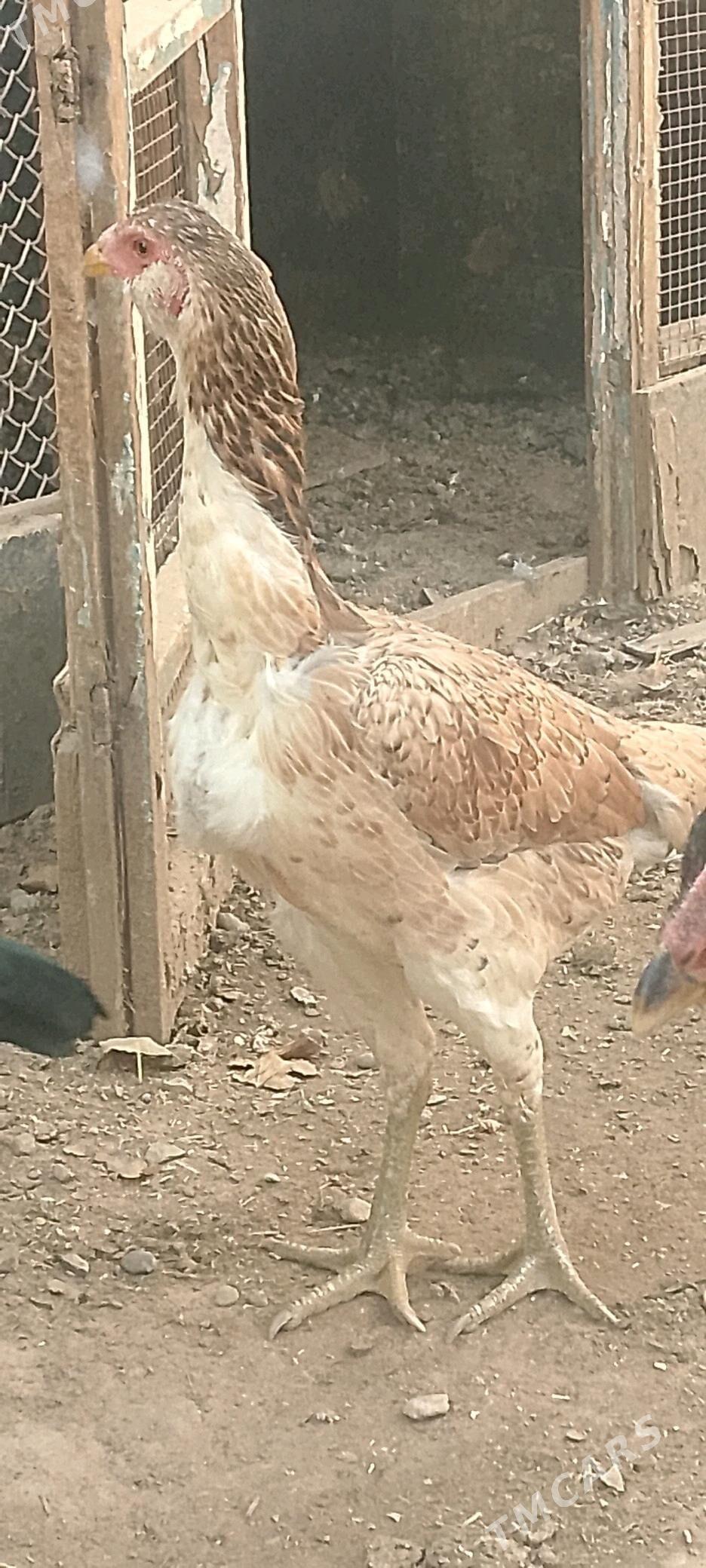 Парода   товук - Baýramaly - img 9