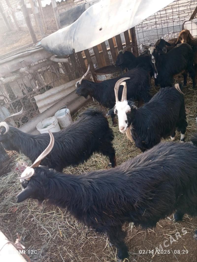 geçi - Farap - img 2