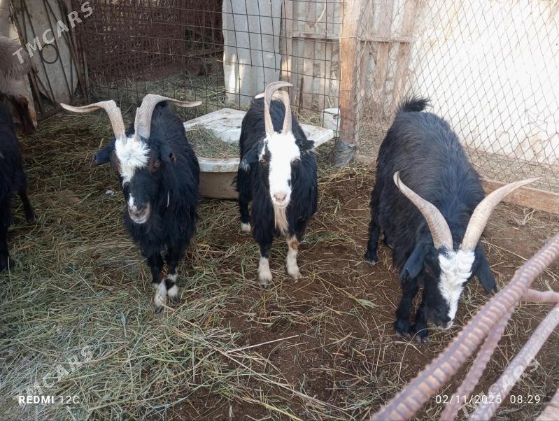 geçi - Farap - img 3