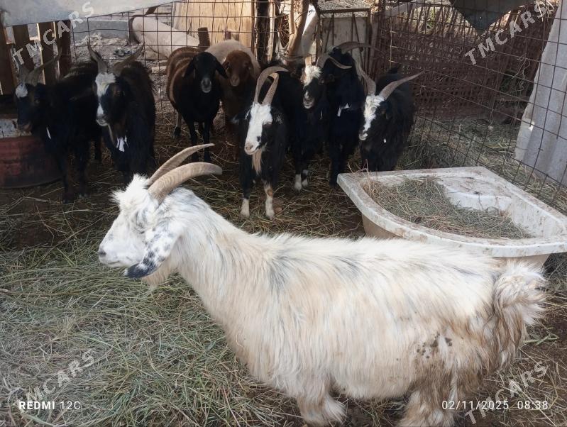 geçi - Farap - img 1