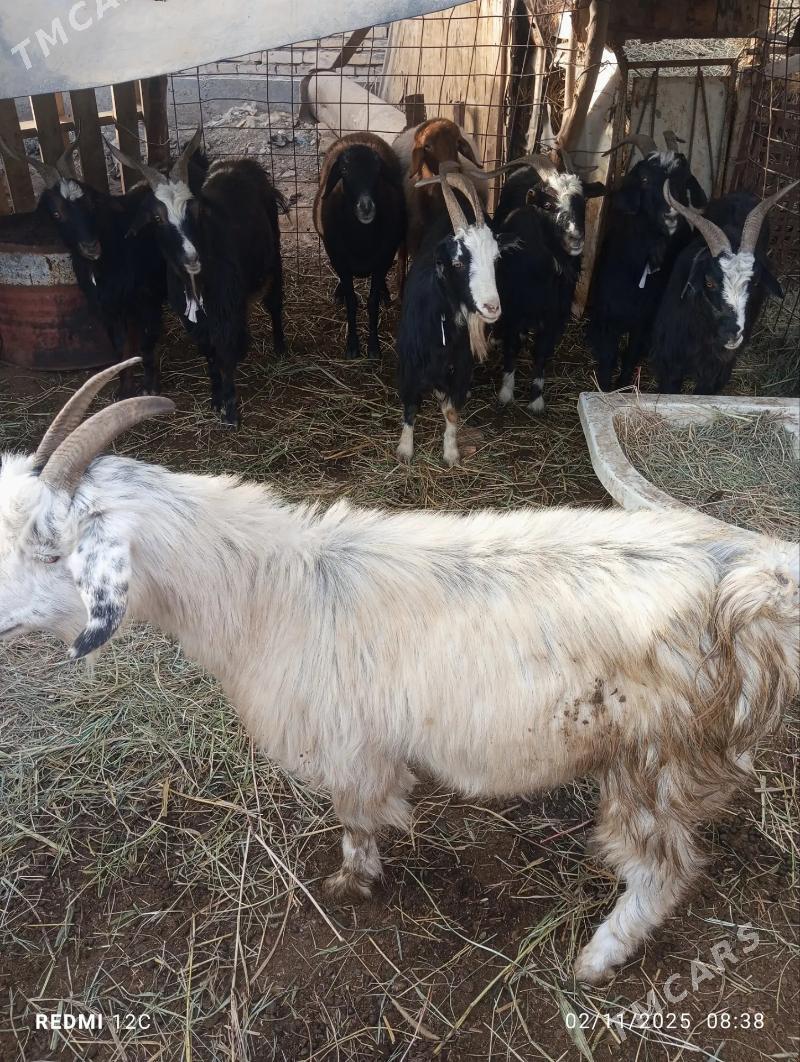 geçi - Farap - img 4