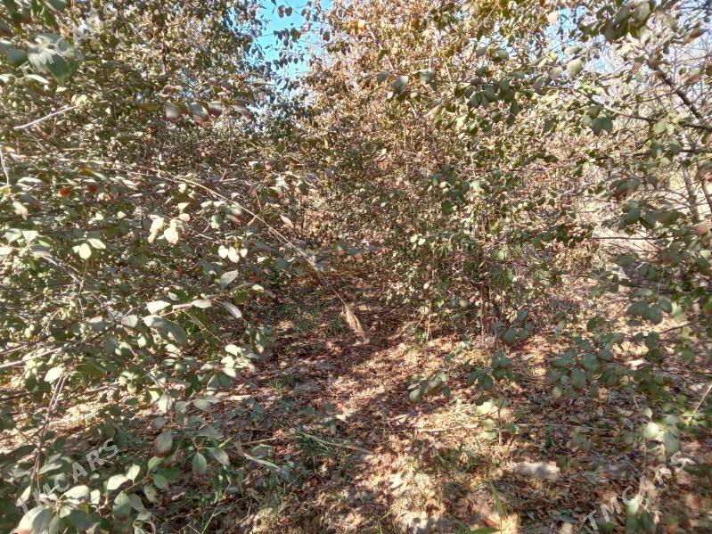 çiya nahal - Шабатский этрап - img 2