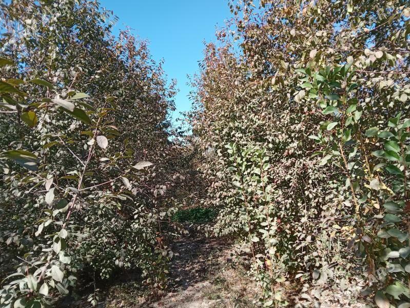 çiya nahal - Шабатский этрап - img 3