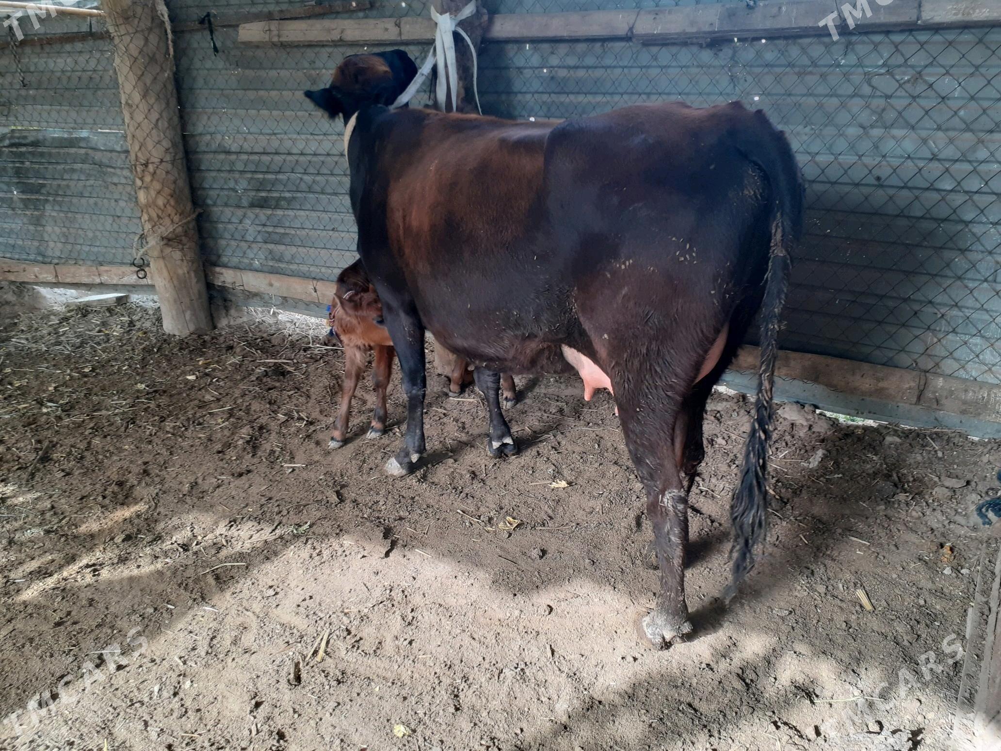 saglyk sygyr - Сакар - img 1