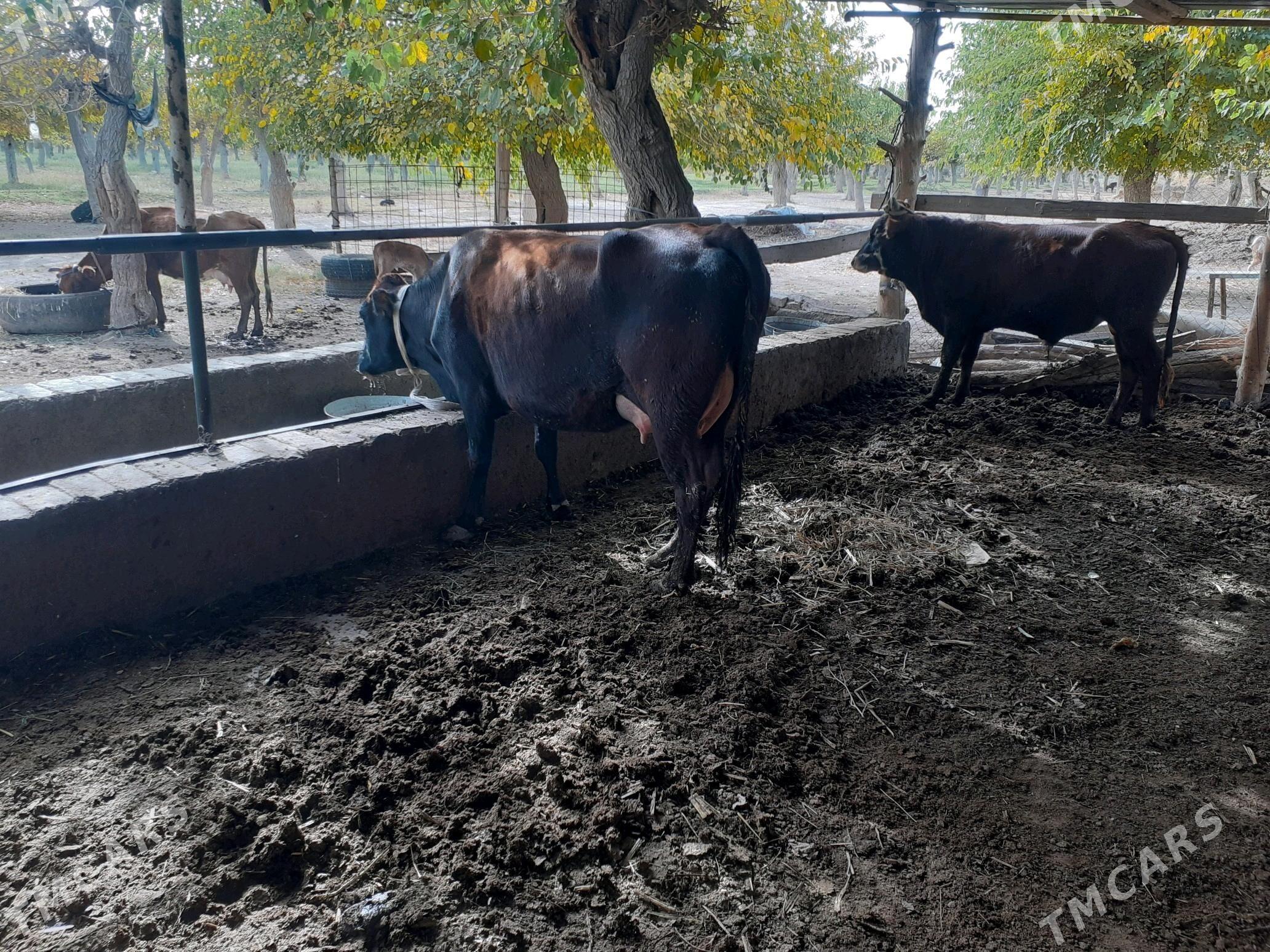 saglyk sygyr - Сакар - img 3