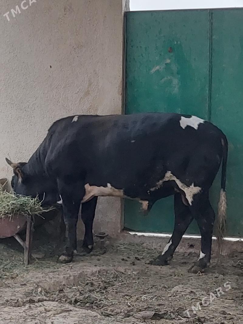 okuz - Ак-Бугдайский этрап - img 1