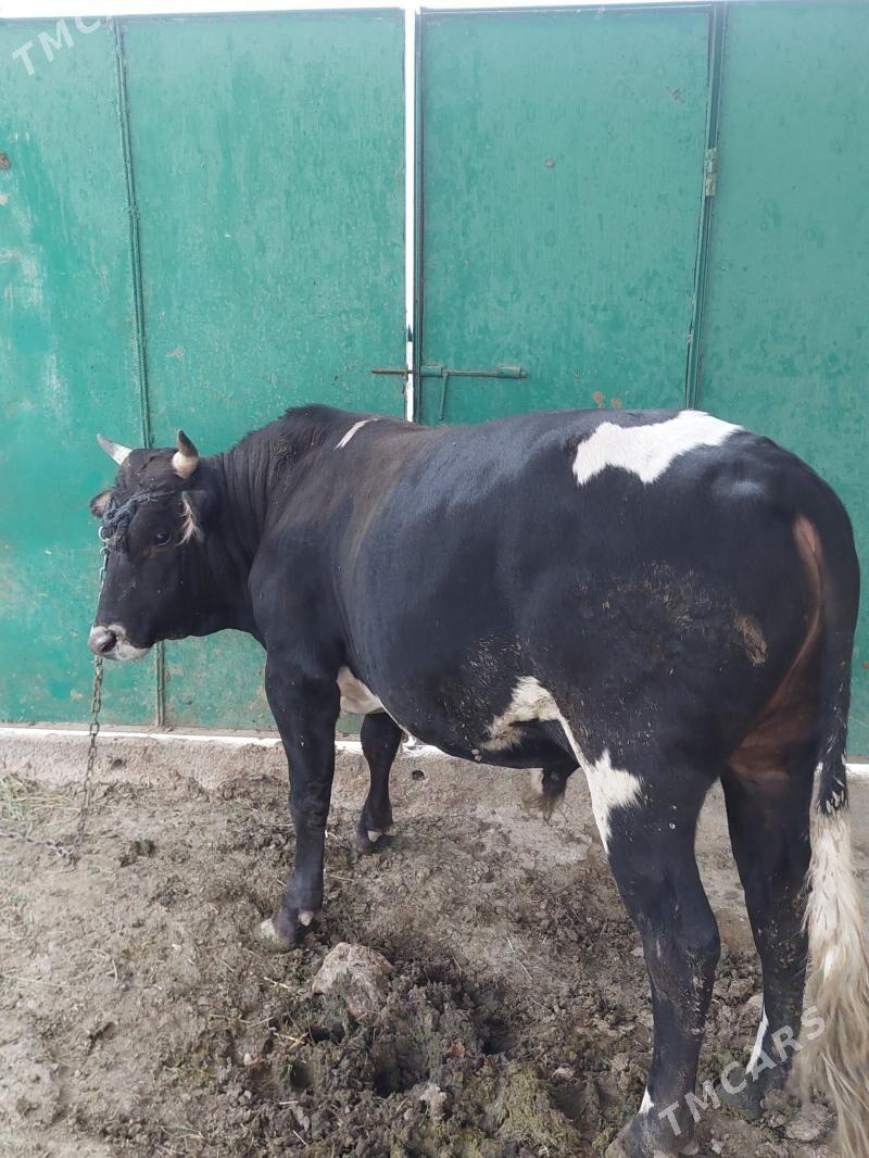 okuz - Ак-Бугдайский этрап - img 4