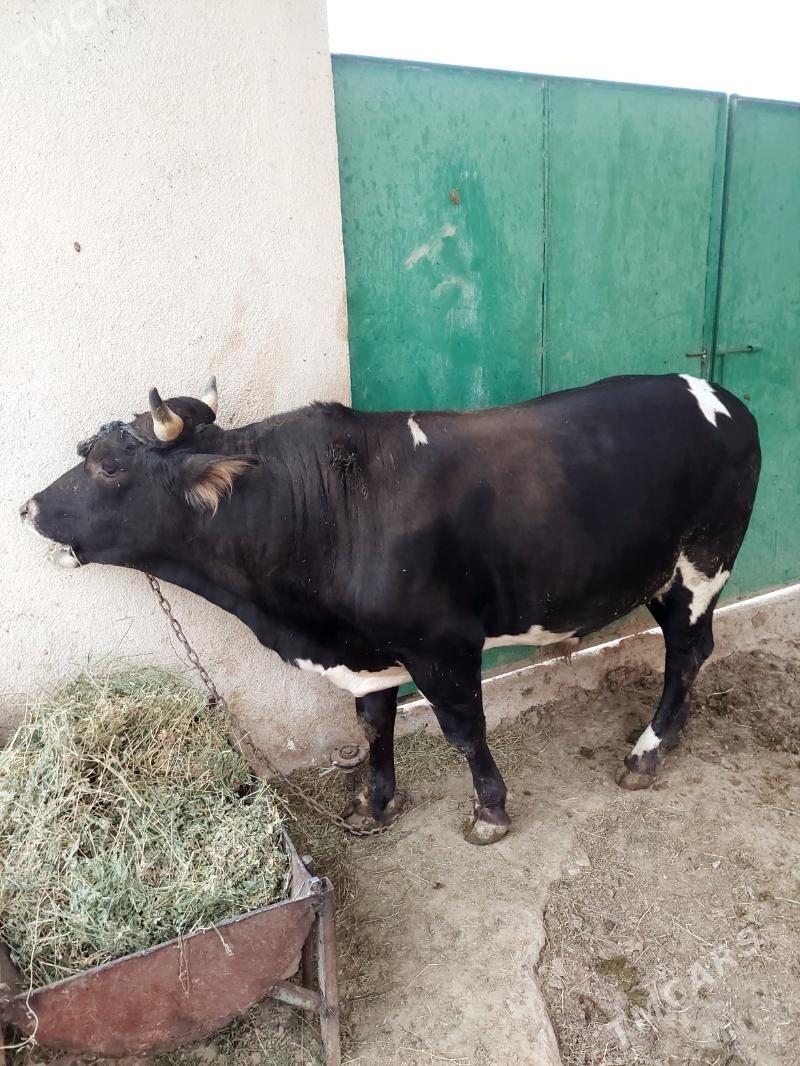 okuz - Ак-Бугдайский этрап - img 3