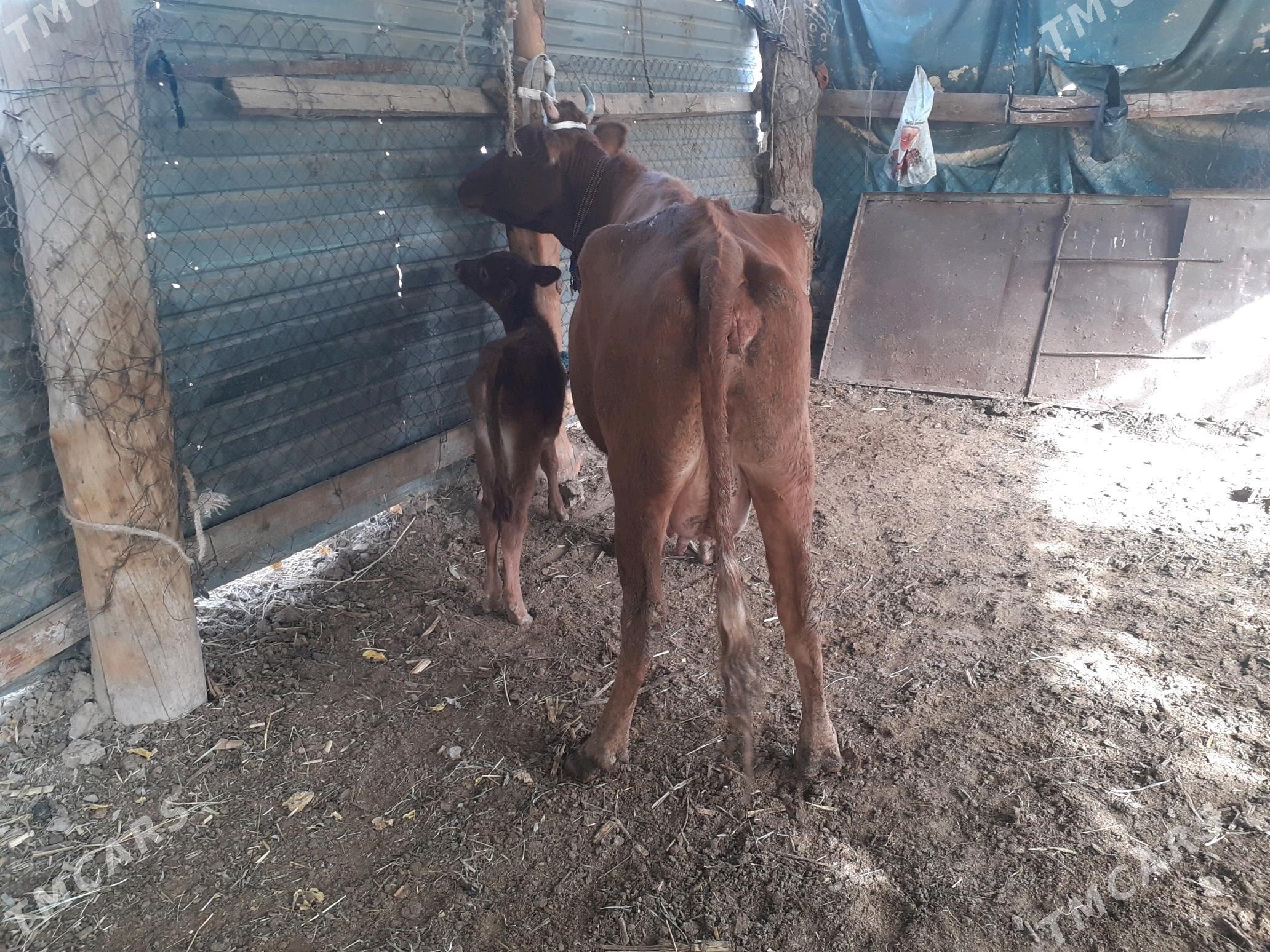 saglyk sygyr - Сакар - img 2